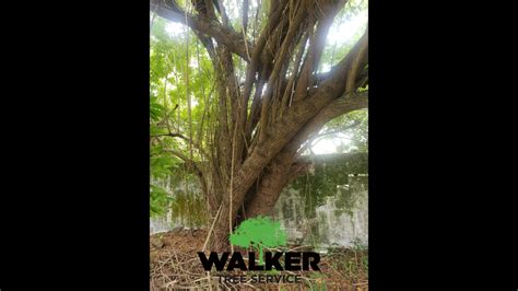 Brazilian Pepper Tree