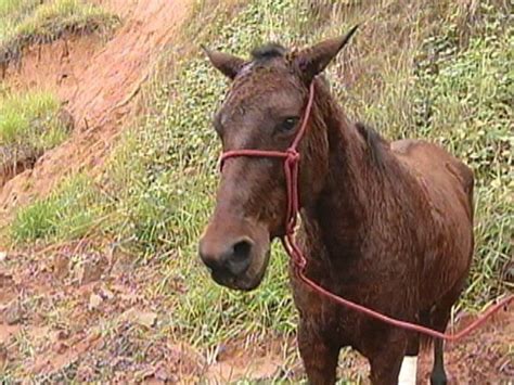 G1 Buraco pode ter provocado acidente entre carroça e carro em