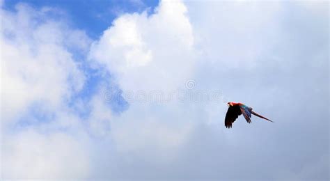 A FLying Parrot stock image. Image of line, north, west - 263216125