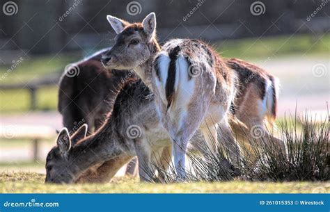 View Of The Brown Herd Of Deer Standing And Grazing In The Field Stock