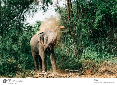 Ein asiatischer Elefant steht im Dschungel und pustet mit seinem Rüssel