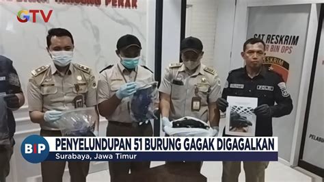 Penyelundupan Burung Gagak Digagalkan Polisi Amankan Satu Orang