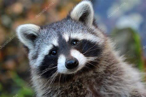 Raccoon — Stock Photo © Northernland 39437561