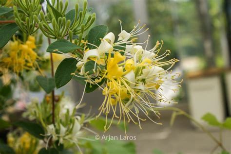 Lonicera Japonica ‘genbel Sweet Isabell Plantentuin Esveld