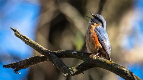 Free Images Tree Nature Branch Wing Wildlife Singer Beak