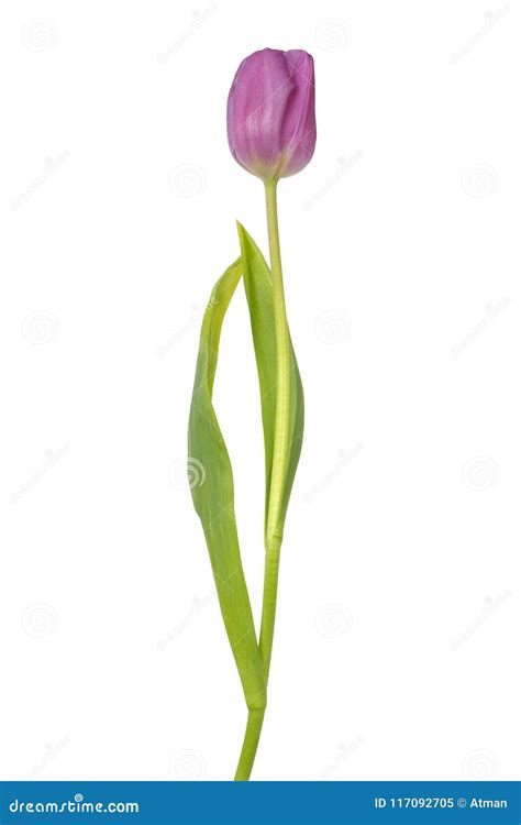 Purple Tulip On White Stock Image Image Of April Bloom 117092705