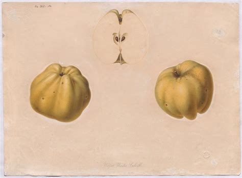 Bibliodyssey Swiss Fruit