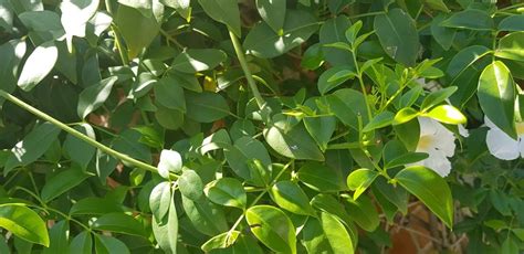 Pandorea Jasminoides ‘alba