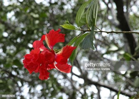 26,109 Rojo Stock Photos, High-Res Pictures, and Images - Getty Images