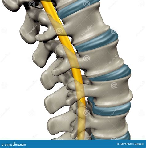 Spinal Cord Human Anatomy Royalty-Free Cartoon | CartoonDealer.com ...