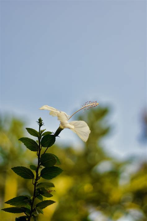 Free Images Flower Sky Cloud Beak Petal Twig Wing Bird