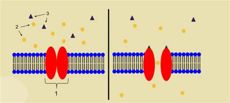 ion channel receptors flashcards quizlet