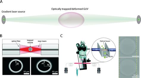 Optical Stretching Of Guvs A Schematic Representation Of An