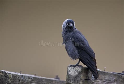 The Nordic Jackdaw Coloeus Monedula Monedula Perched On A Old Wooden