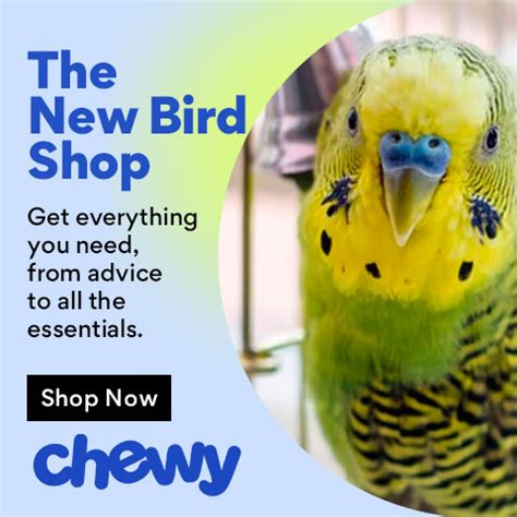 280 Pet Bird Names for Your Feathery Friend | BeChewy