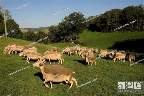 Lacaune Sheep France, Stock Photo, Picture And Rights Managed Image. Pic. MEV-11005823 ...