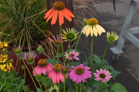 Multiple Varieties | Echinacea - Coneflower | Shades of Green Inc.