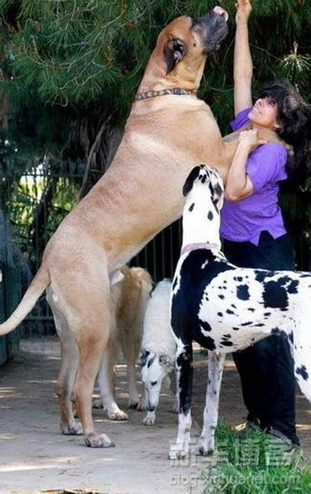 Gsv Pics - Photos with Poetry: Worlds Biggest DOGS -Guinness Records ...