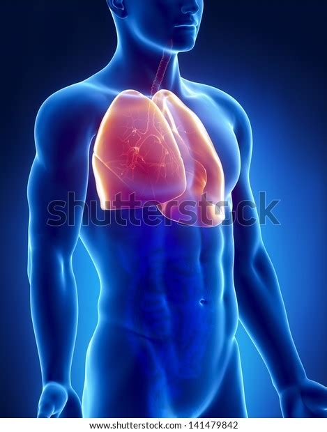 Lungs Male Anatomy Anterior Xray View Stock Illustration