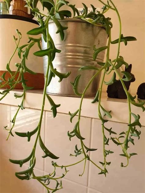 How To Grow Propagate String Of Dolphins Plant Urbanorganicyield