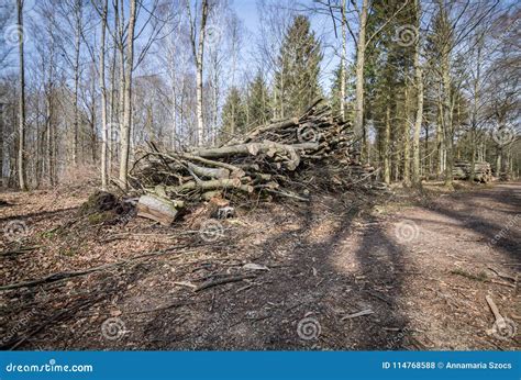 Deforestationforest Killing Stock Photo Image Of Ground Cutted