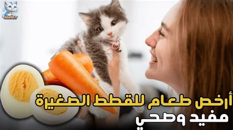 هذه 7وجبات تحبها القطط اكل القطط الصغيرة YouTube