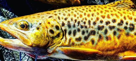 Trout In West Virginia • West Virginia Outsider