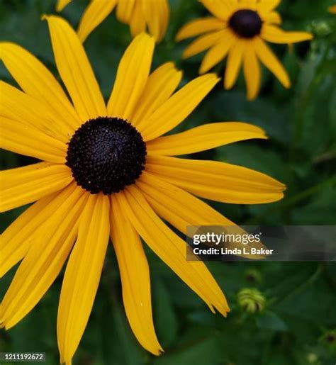 Coneflower Bouquet Photos and Premium High Res Pictures - Getty Images