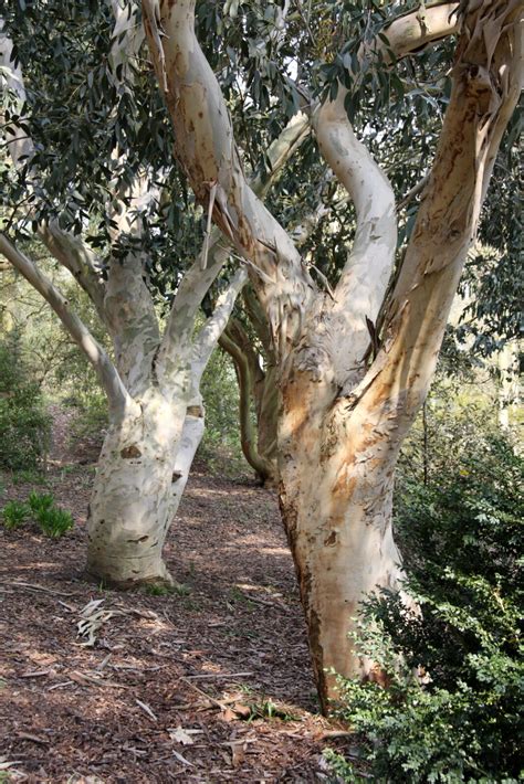 Eucalyptus Pauciflora Subsp Debeuzevillei Pan Global Plants