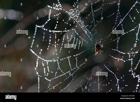 Weben Spinne Fotos Und Bildmaterial In Hoher Aufl Sung Alamy