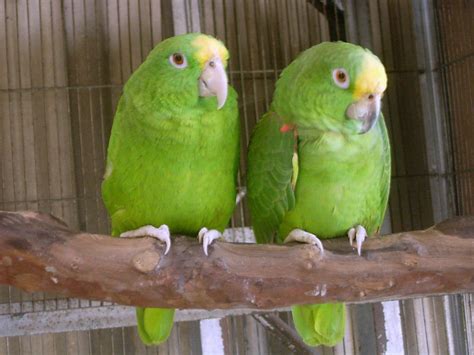 10 Top Amazon Parrot Species as Pets