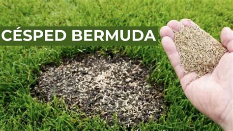 Qué es el CÉSPED BERMUDA Una opción increíble para tu JARDÍN YouTube