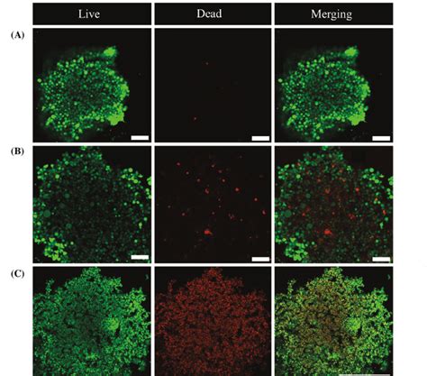 Confocal Laser Scanning Microscopy Clsm Images Of Cs Treated Hela