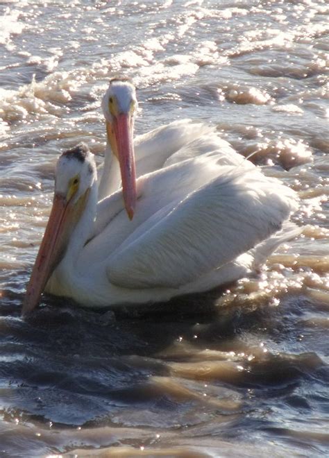 Pelican Couple Photograph By Angela Christine