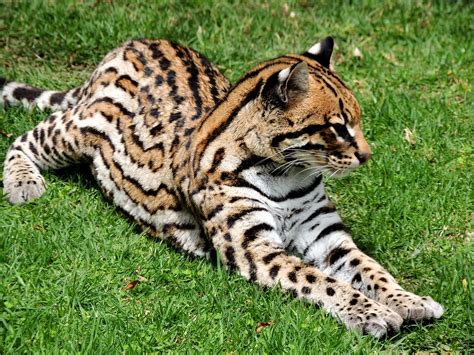 Ocelote Leopardus Pardalis Natural Energies Flickr