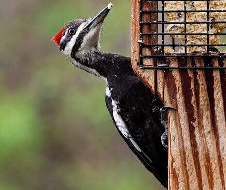 Pileated Woodpecker Calls (4 Sounds w/ AUDIO) - Bird Watching HQ