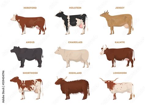 Jersey Angus Cross