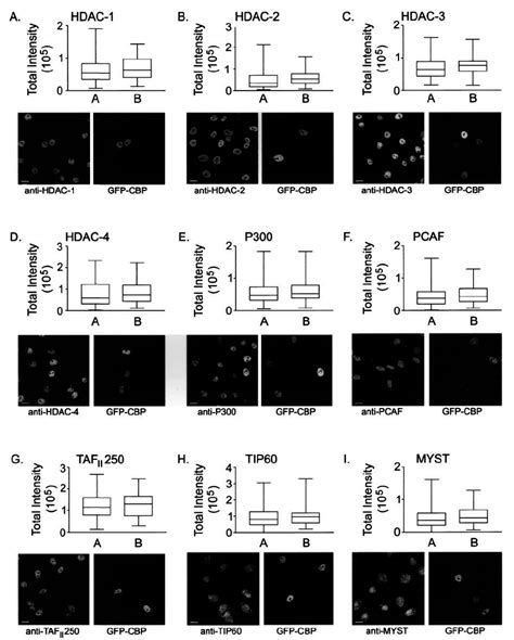 Determination Of Hdac And Hat Expression Levels In Gfp Cbp Expressing