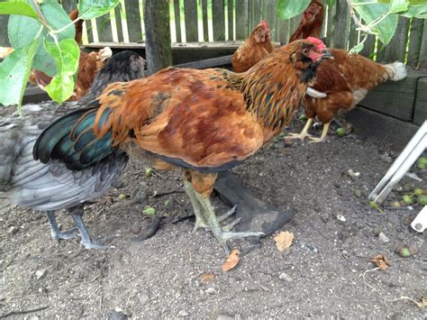 Easter Egger rooster-like behavior | BackYard Chickens - Learn How to ...