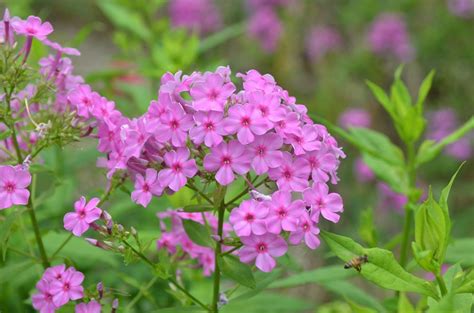 Phlox Paniculata Robert Poore Mt Cuba Center Hummingbird Garden