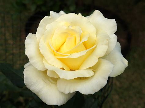 Hybrid Tea Roses Nsw Rose Society