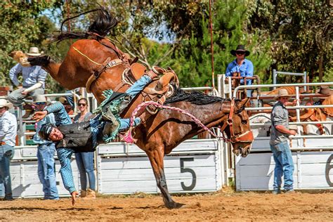 Rodeo Bronc Photograph By Running Brook Galleries Fine Art America