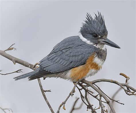 Belted Kingfisher Id Facts Diet Habit And More Birdzilla