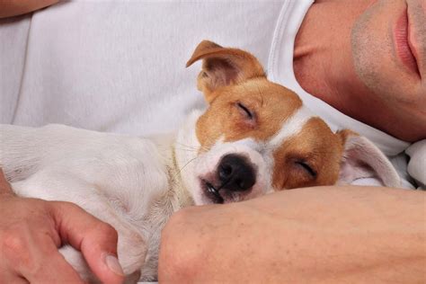 犬と一緒に寝る時の注意点は？犬に与える影響や必要なしつけなどを解説【獣医師監修】ワンクォール