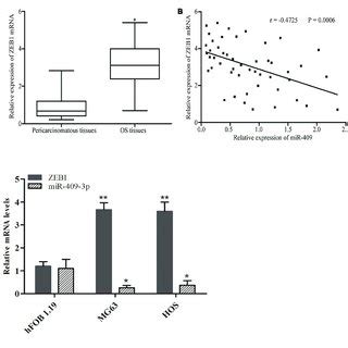 Inverse Correlation Between Mir P And Zeb Mrna Expression