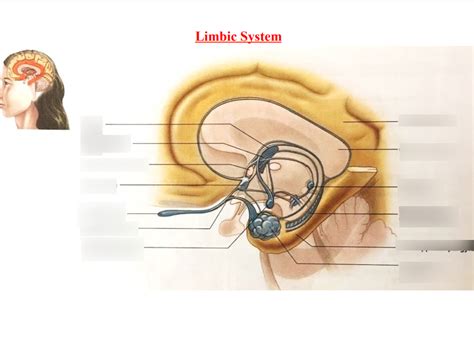 Limbic System Anatomy Diagram Quizlet