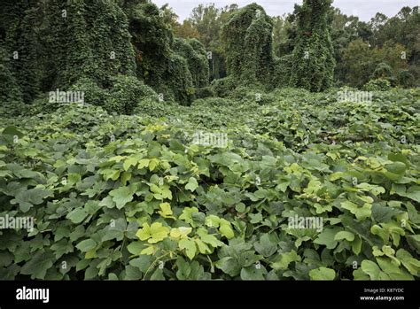 Kudzu Hi Res Stock Photography And Images Alamy