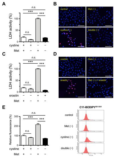 Cells Free Full Text Methionine Deprivation Reveals The Pivotal