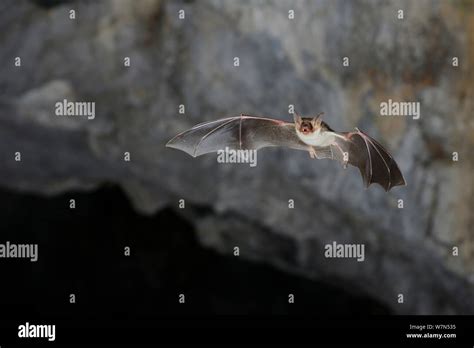 Lesser Mouse Eared Bat Myotis Blythii In Flight In Cave France