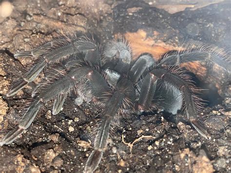 Pamphobeteus Sp Chickenspider Araña Pollito ♀ Arachnoboards